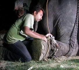 大象的眼泪 在线观看,探寻动物情感世界的感人之旅  第3张