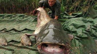 凶煞鱼怪 在线观看,惊悚深海之谜在线解析  第3张